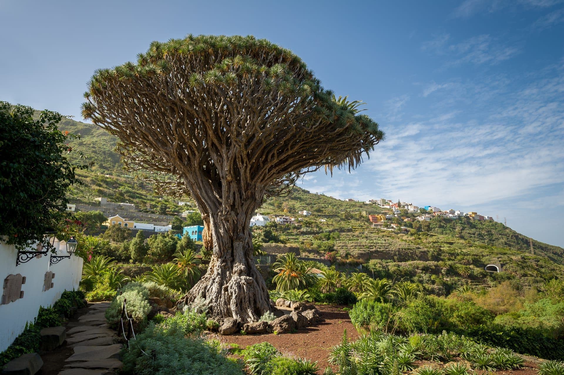 Drago Milenario auf Teneriffa