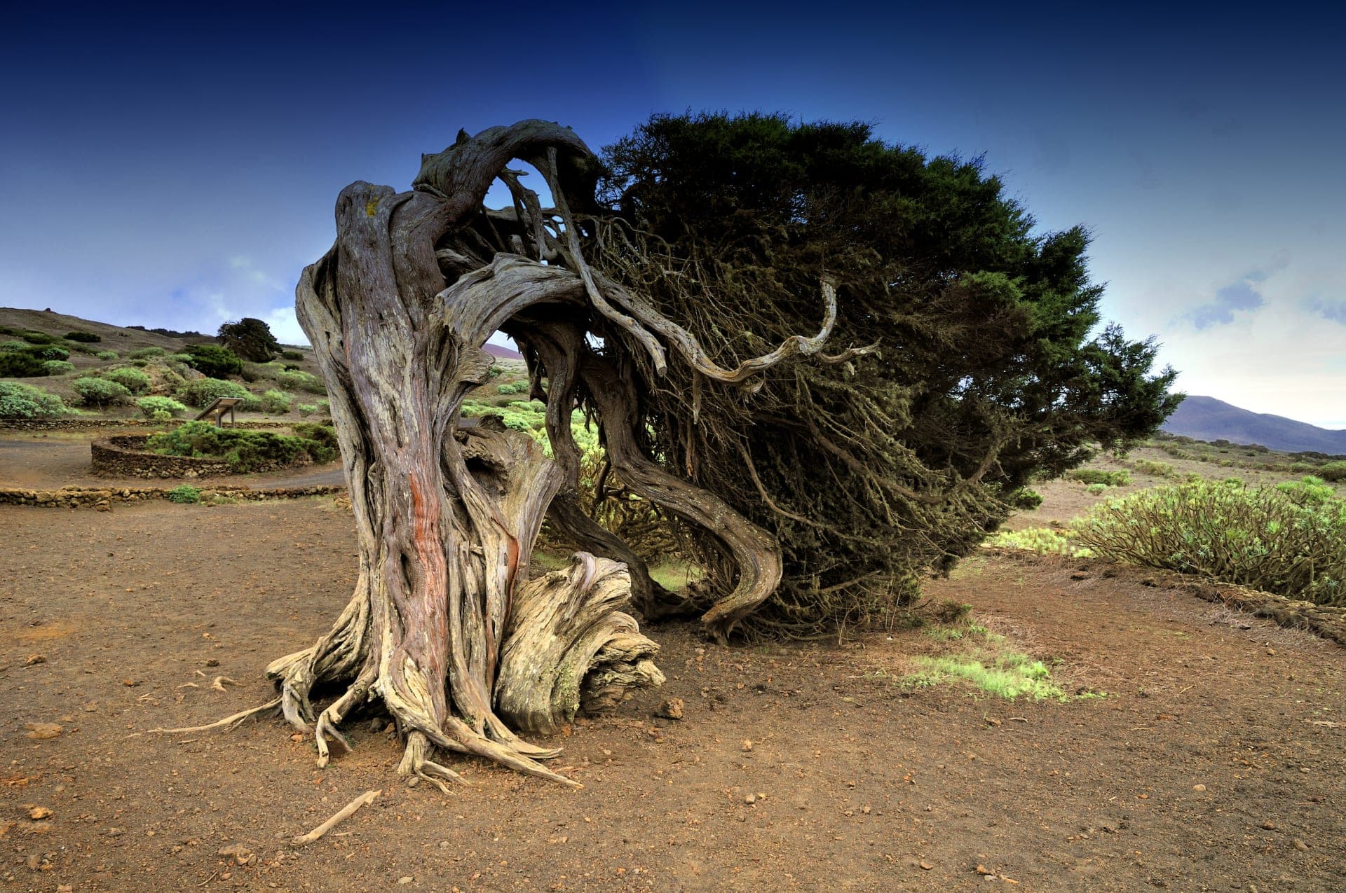 Sabinar auf El Hierro
