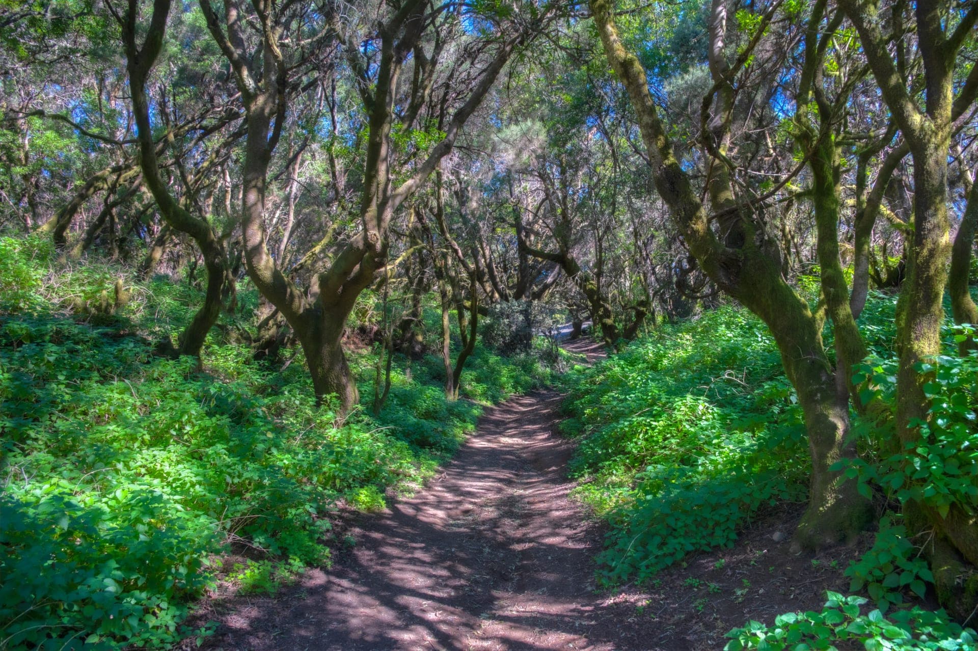 Wald auf der kanarischen Insel El Hierro