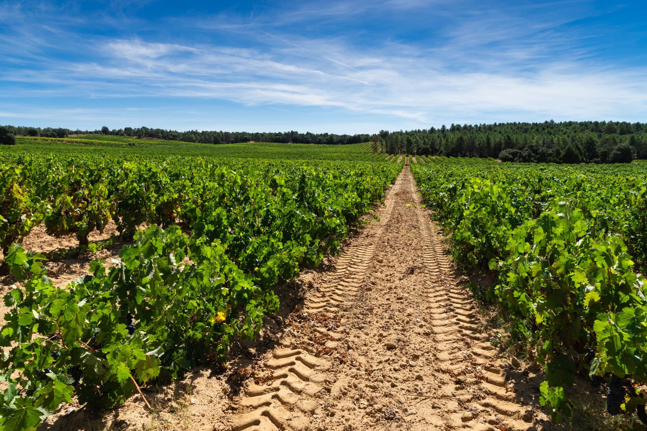 Ribera del Duero - bekannt für ihre hochwertigen Rotweine, insbesondere aus der Tempranillo-Traube, die hier als Tinto Fino oder Tinta del País bekannt ist