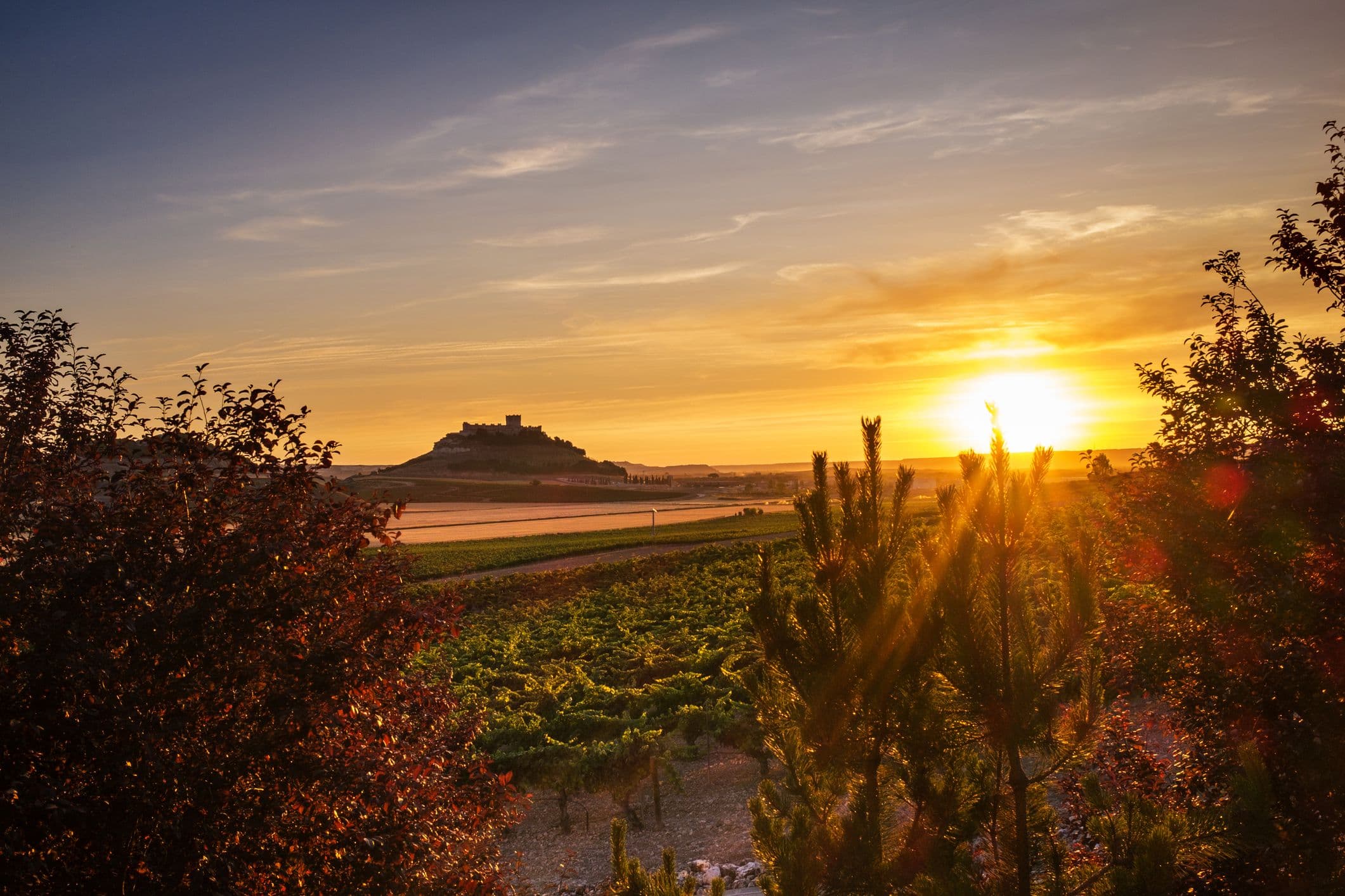 Weinroute Ribera del Duero - bekannt für ihre hochwertigen Rotweine, insbesondere aus der Tempranillo-Traube, die hier Tinto Fino genannt wird