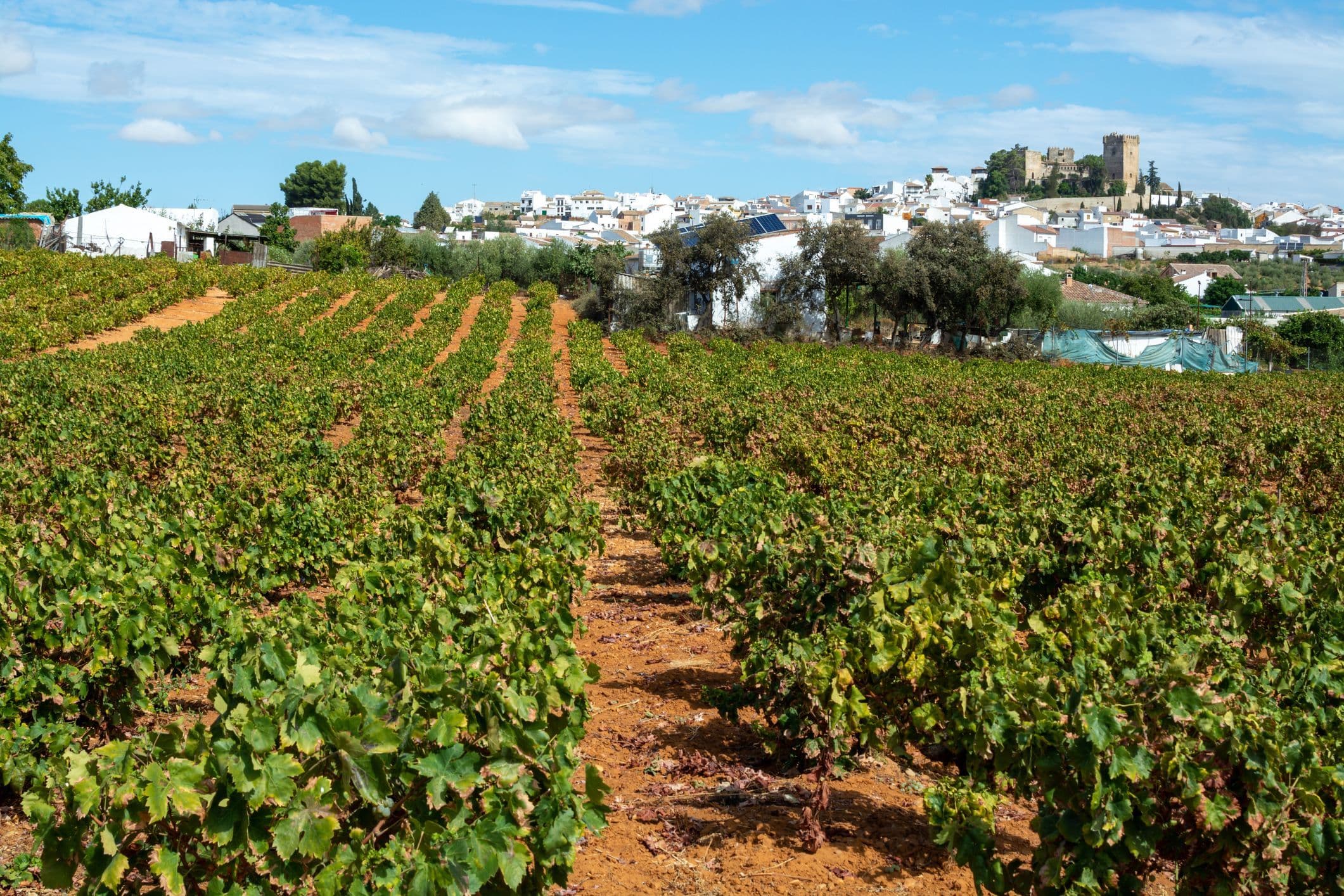 Montilla-Moriles - eine spanische Weinbauregion in Andalusien, südlich von Córdoba, bekannt für Weine im Sherry-Stil, besonders für süße Weine aus der Pedro Ximénez Traube