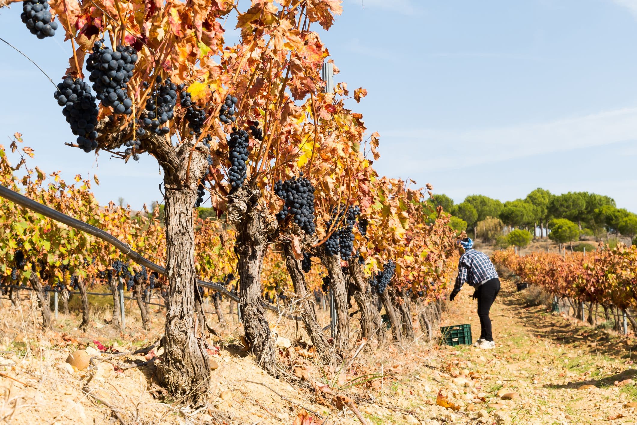Toro-Wein - bekannt für seine kräftigen, vollmundigen Rotweine, die hauptsächlich aus der Rebsorte Tinta de Toro (Tempranillo) gewonnen werden