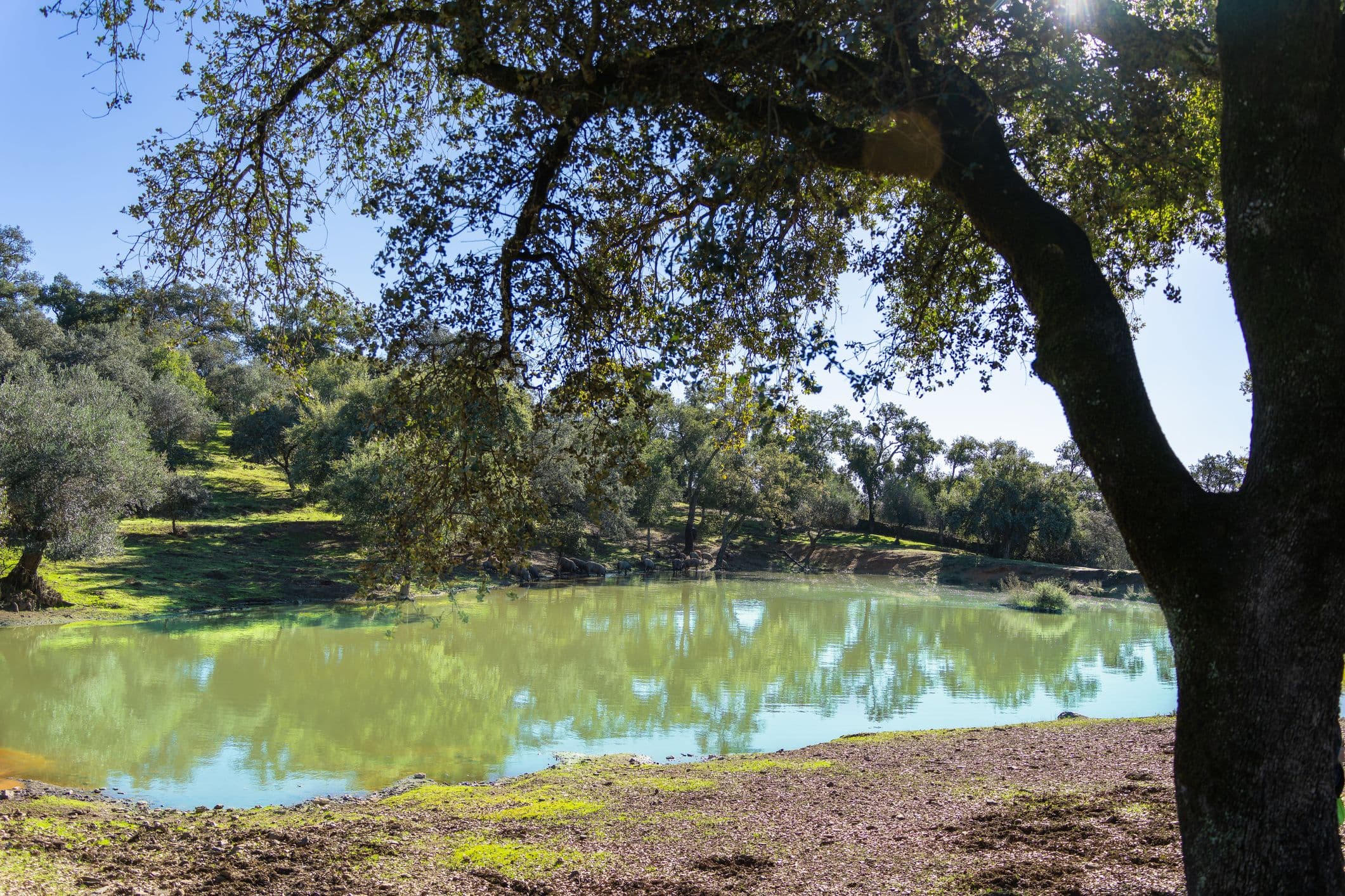 Sierra de Aracena - bekannt für ihre sanften Hügel, dichten Wälder, Weiden mit iberischen Schweinen und Wanderwege