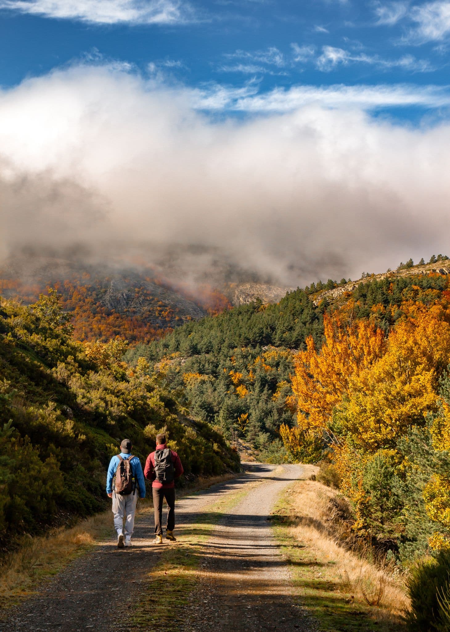 Hayedo de Tejera Negra - Buchenwald, der sich im Naturpark Sierra Norte de Guadalajara in Spanien befindet und als einer der südlichsten Buchenwälder Europas gilt