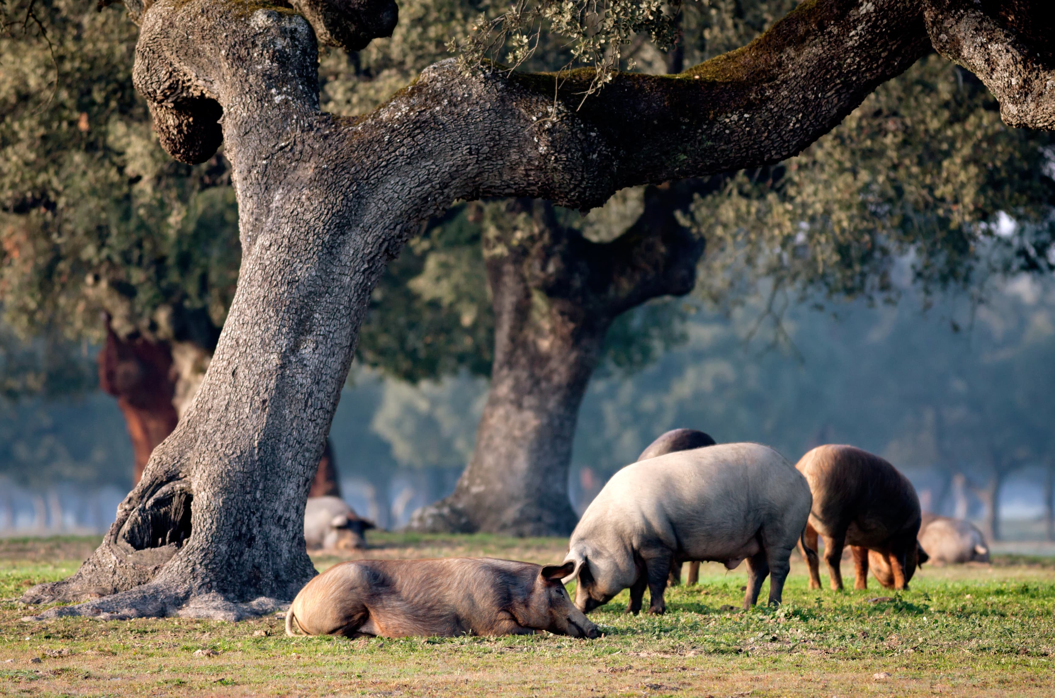 Iberische Schweine in einem Eichenwald in der Region Extremadura.